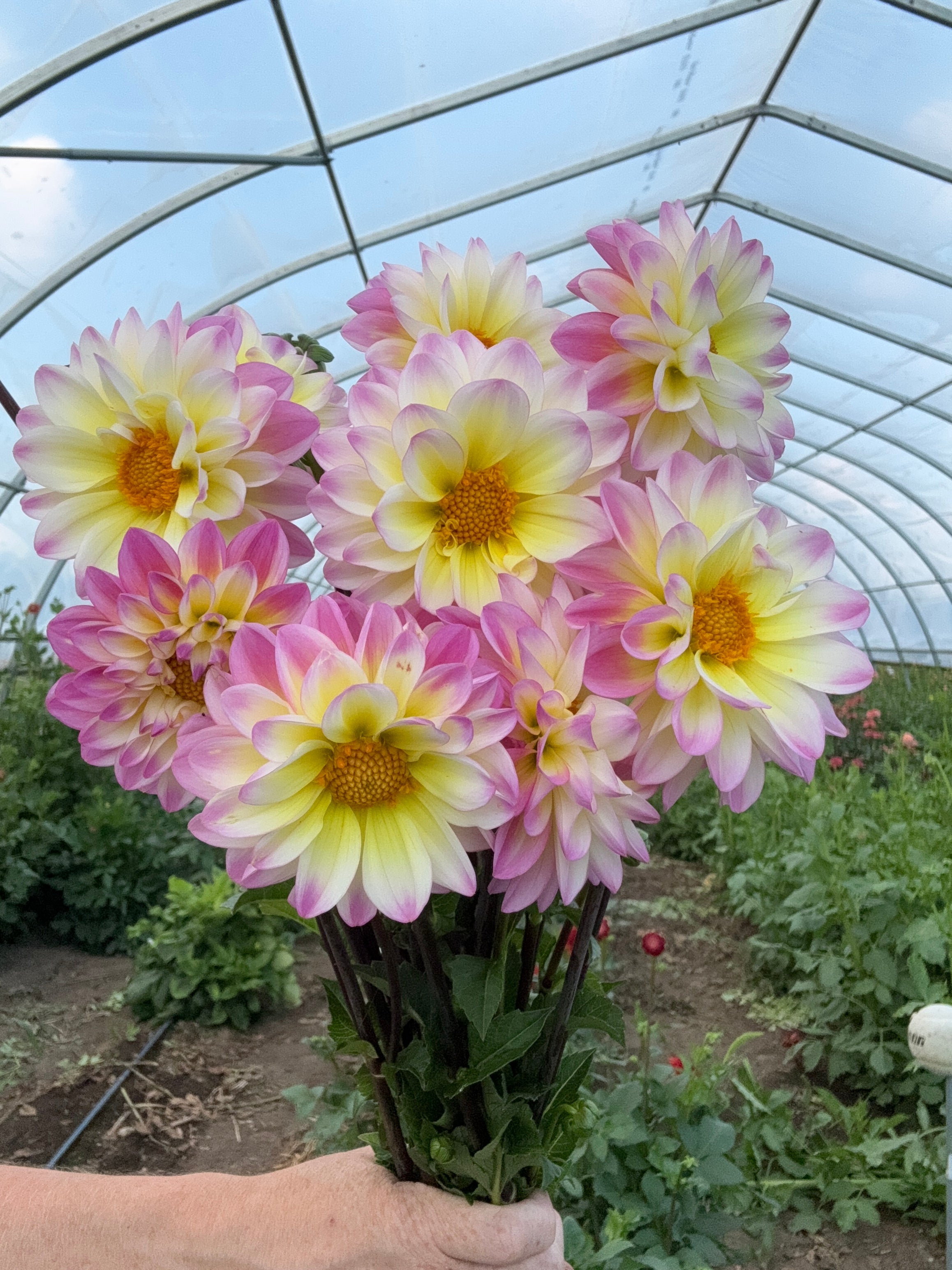 Ferncliff Illusion Dahlia Tuber