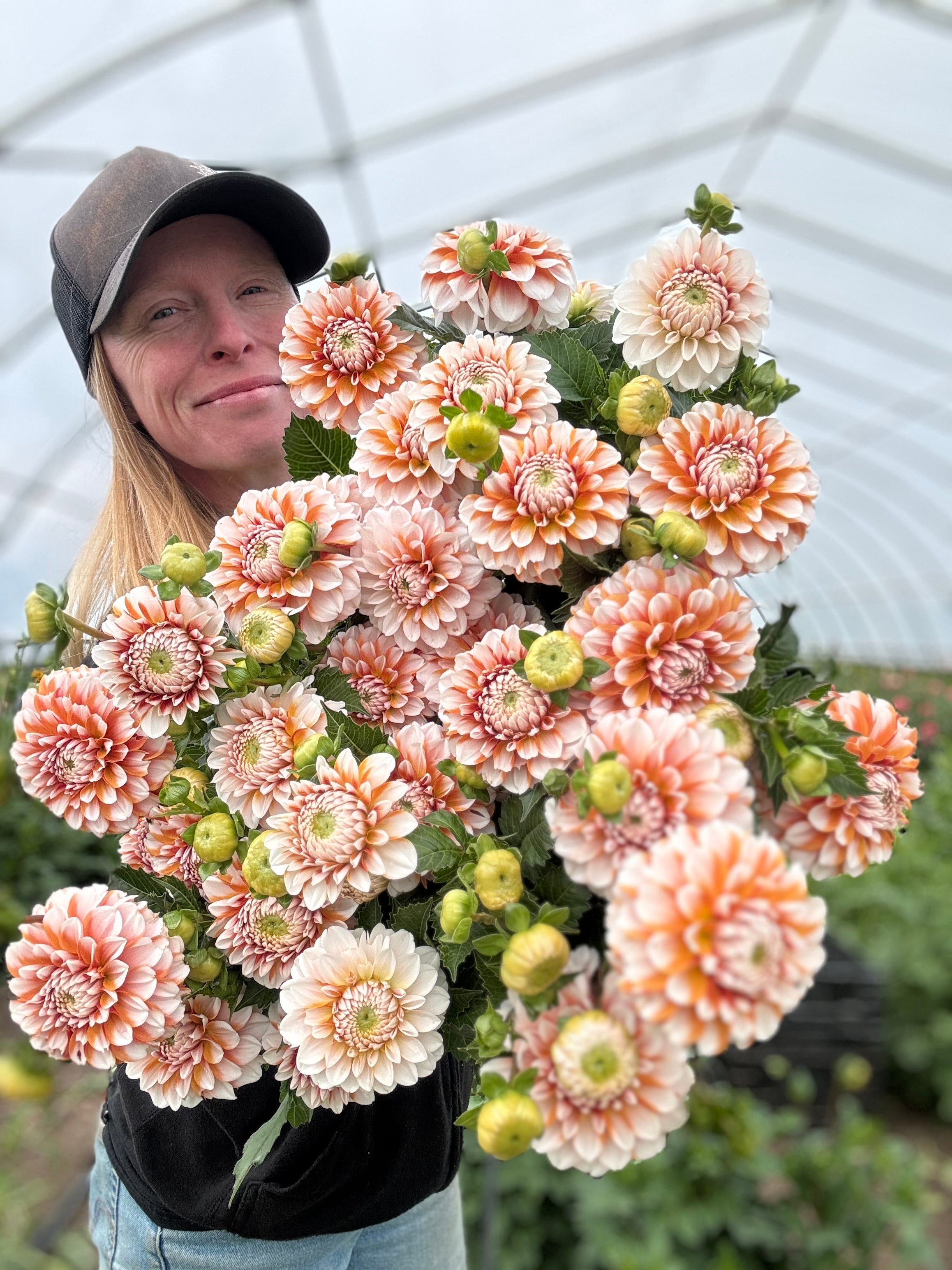 Tangerine Dream Dahlia Tuber