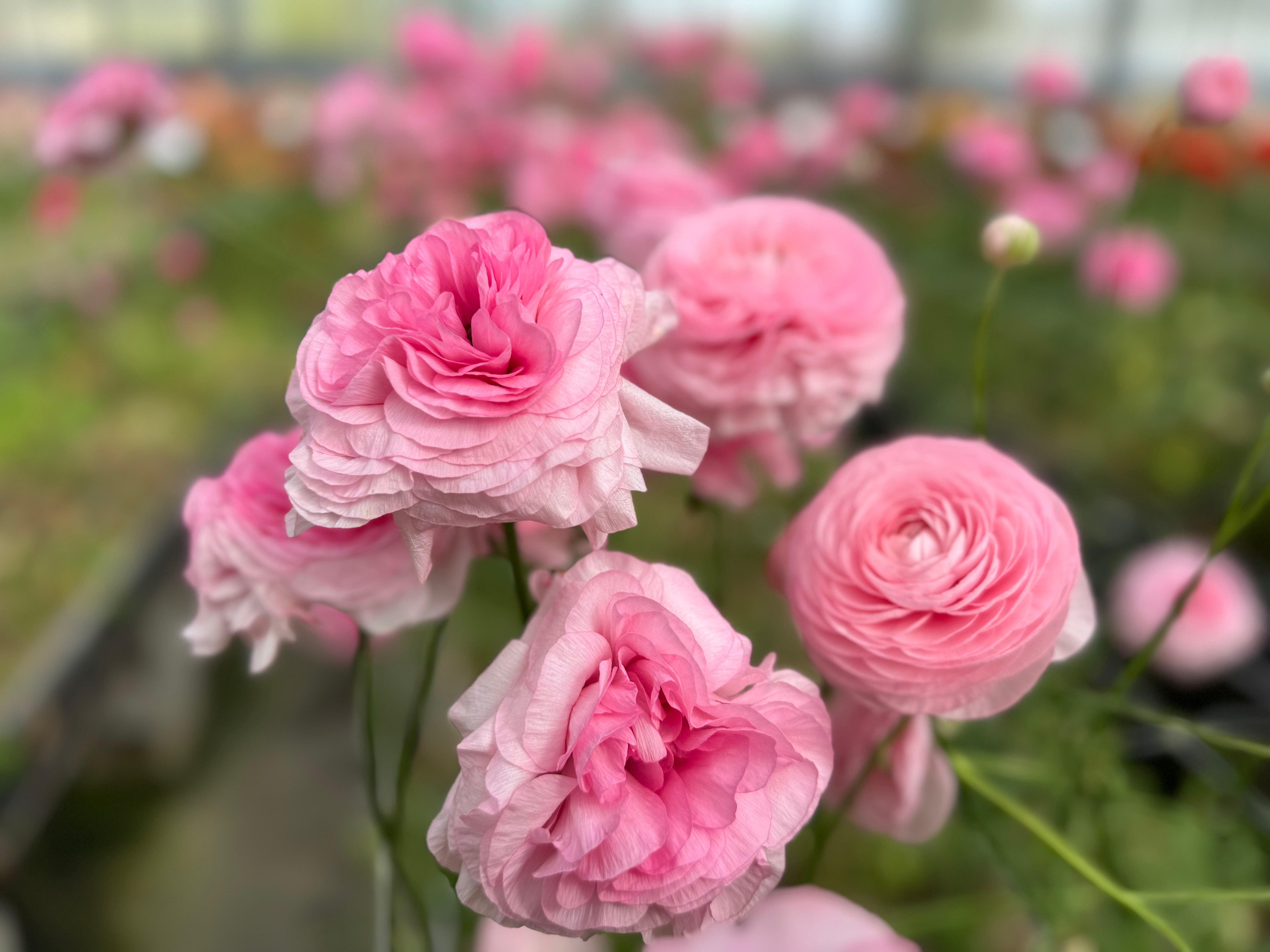 Italian Ranunculus Rosa Chiaro Corms