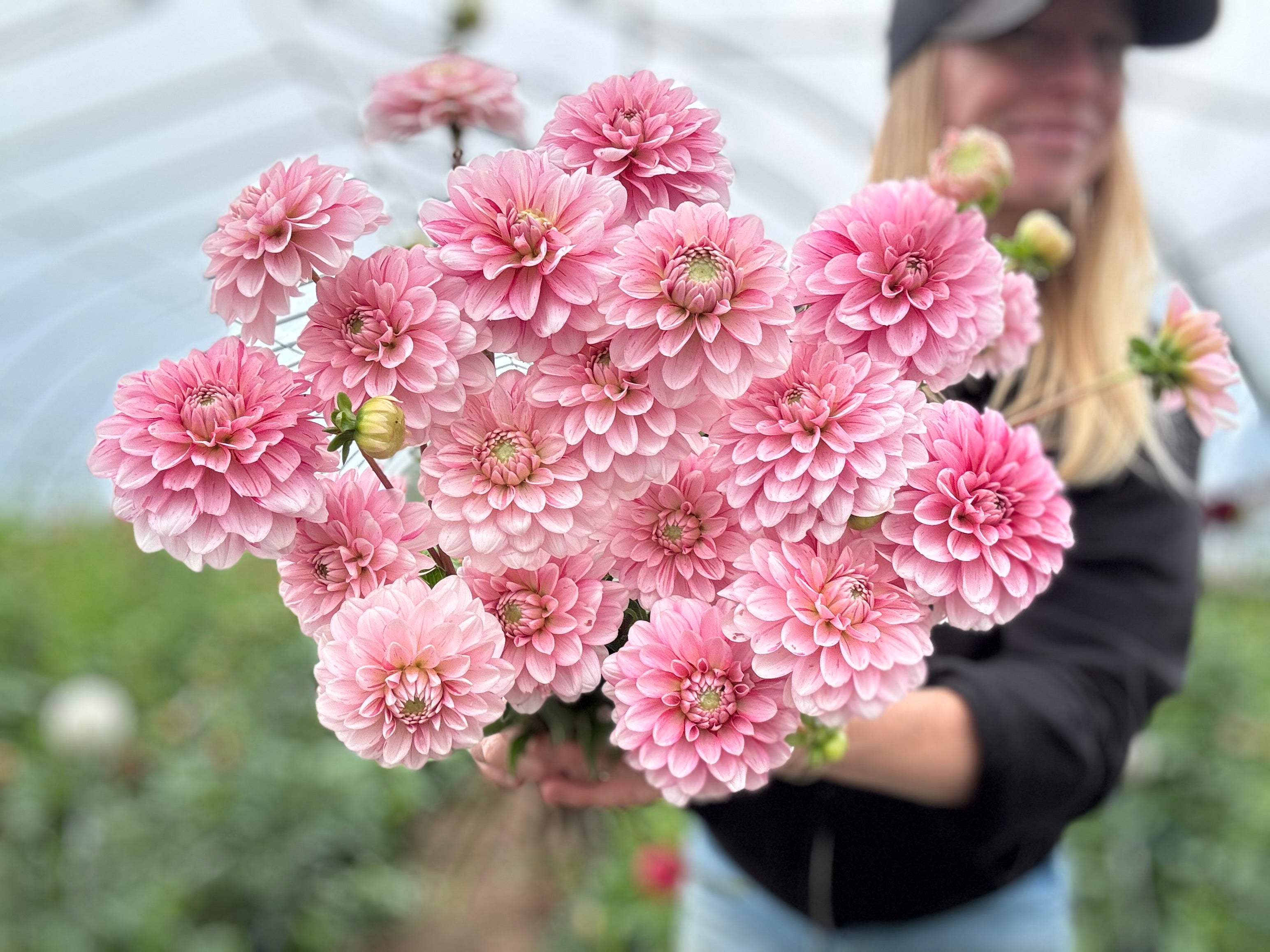 Strawberry Cream Dahlia Tuber - *Product NOT sold out* COMING MARCH 2ND 2025!