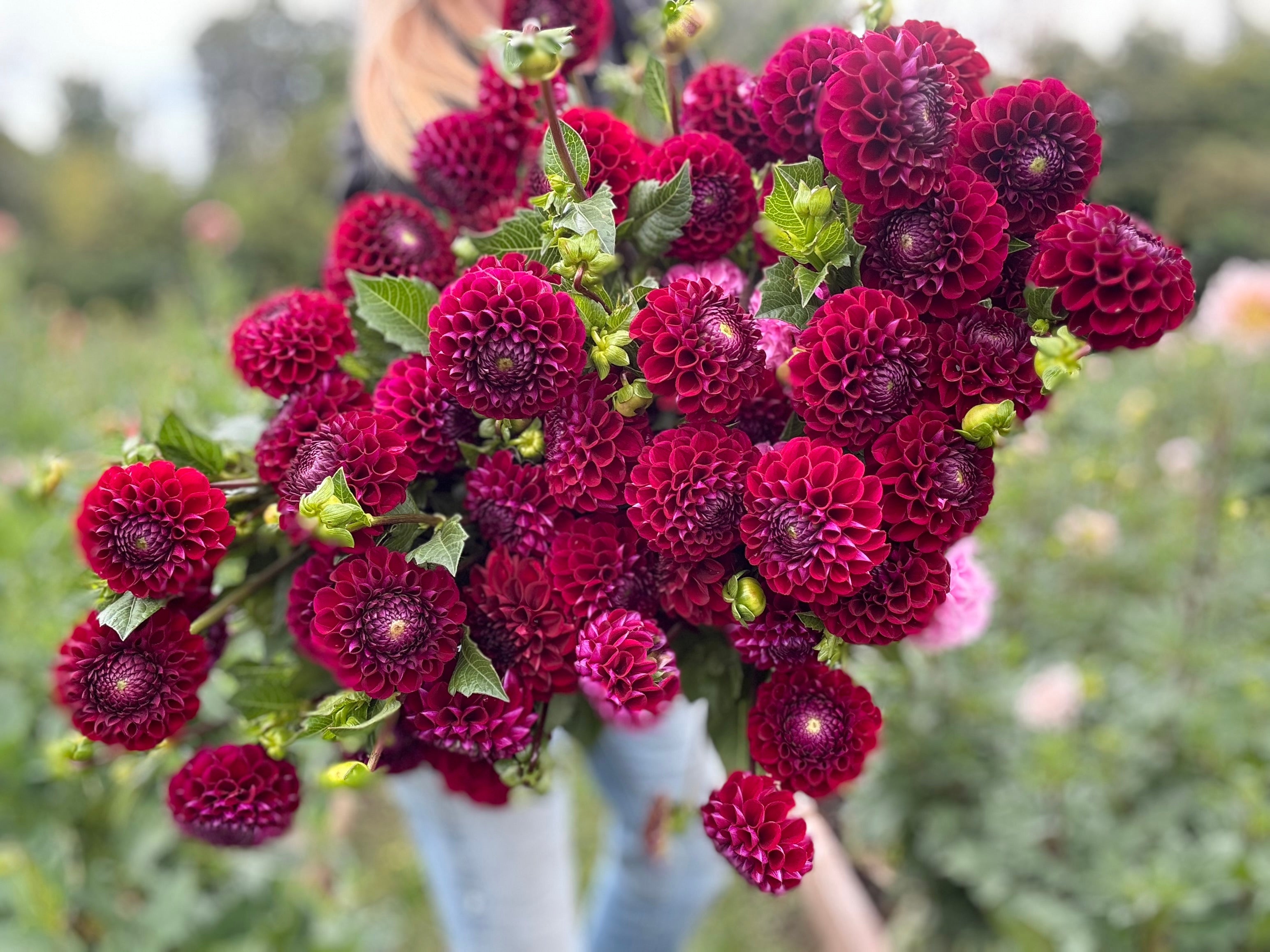 Ivanetti Dahlia Tuber