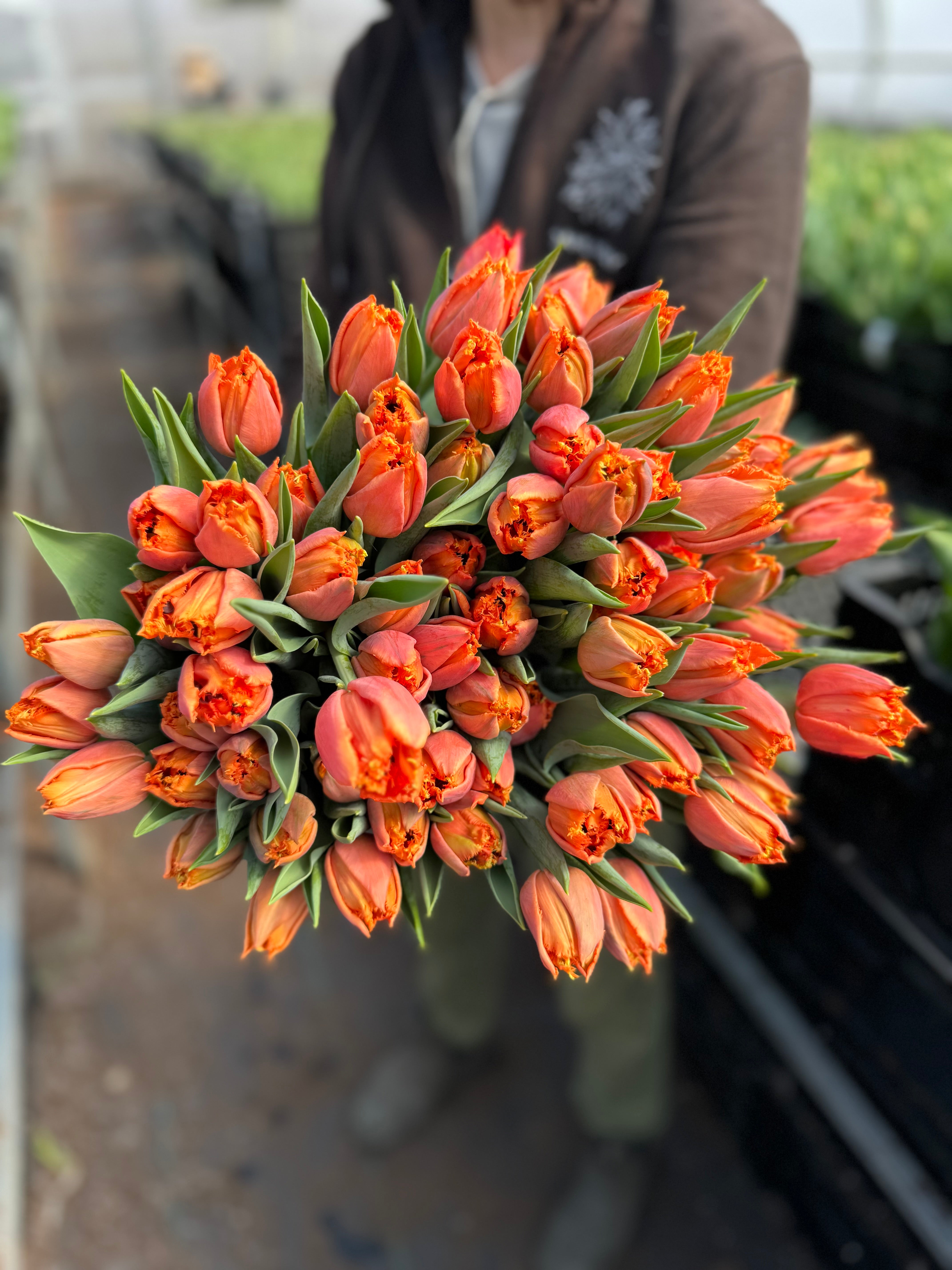 Orange Passion Tulip Bulbs