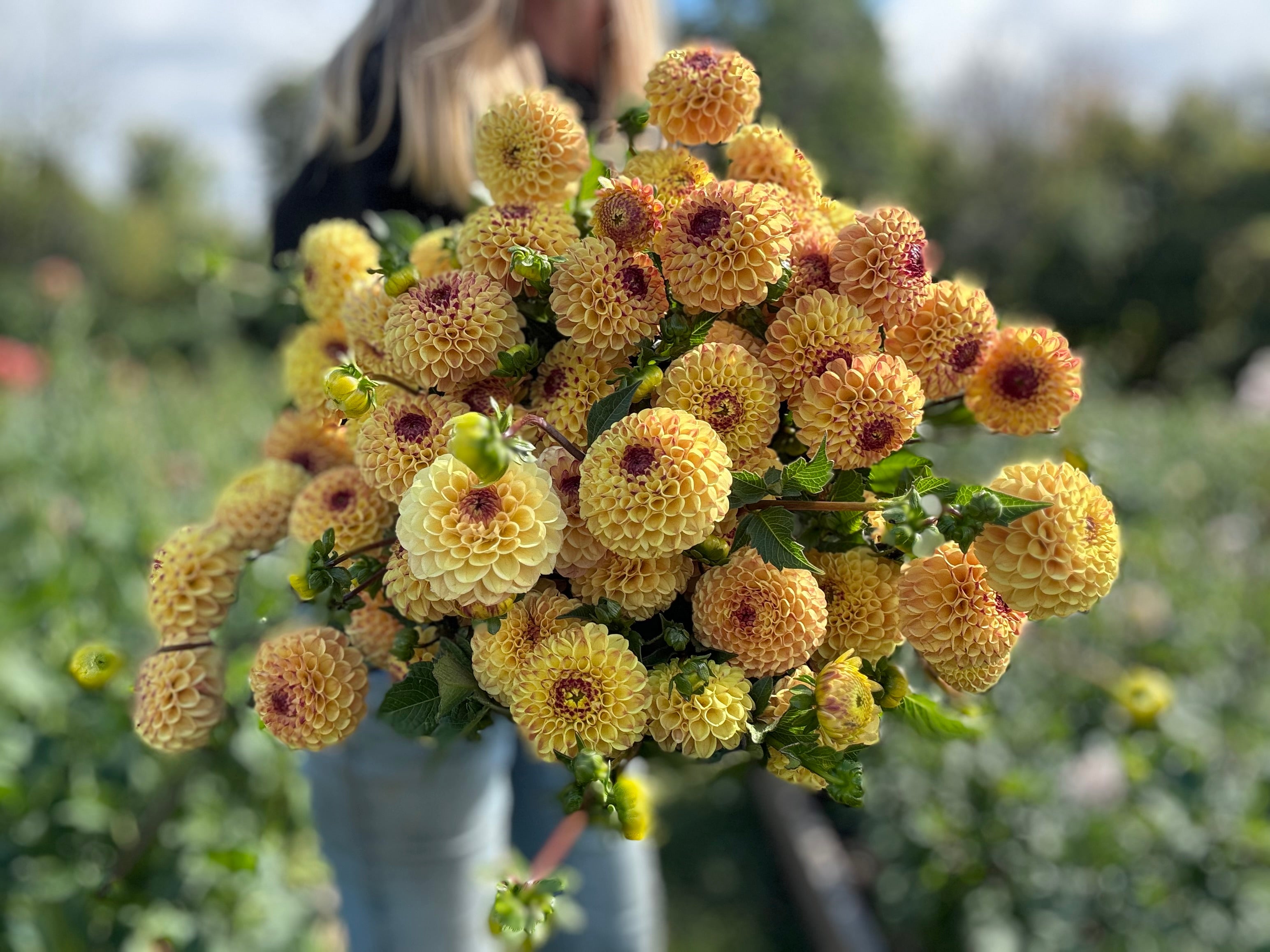 Wine Eyed Jill Yellow Dahlia Tuber