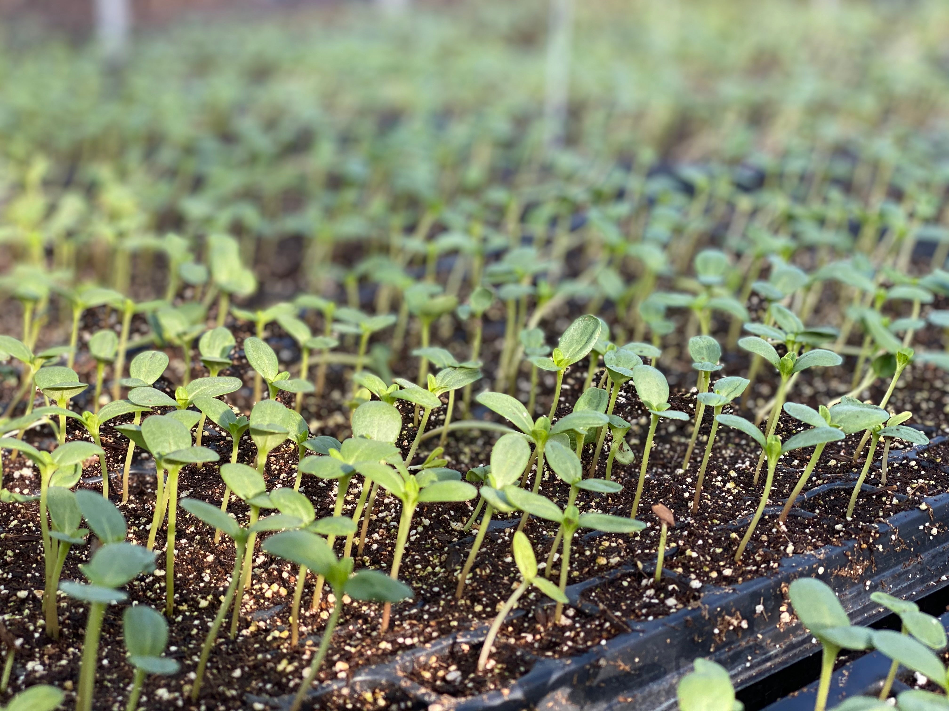 Seed Starting: Creating A Home Cutting Garden