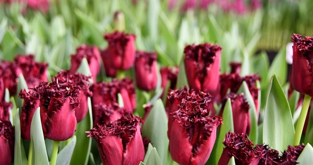 Labrador Tulip Bulbs