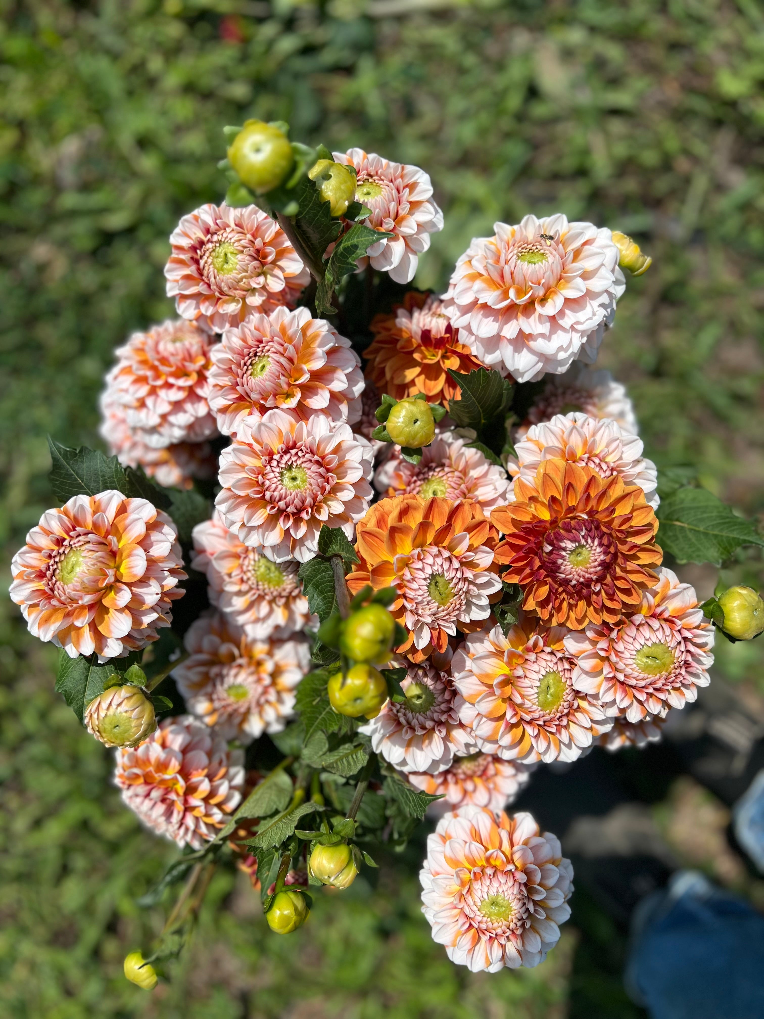 Tangerine Dream Dahlia Tuber