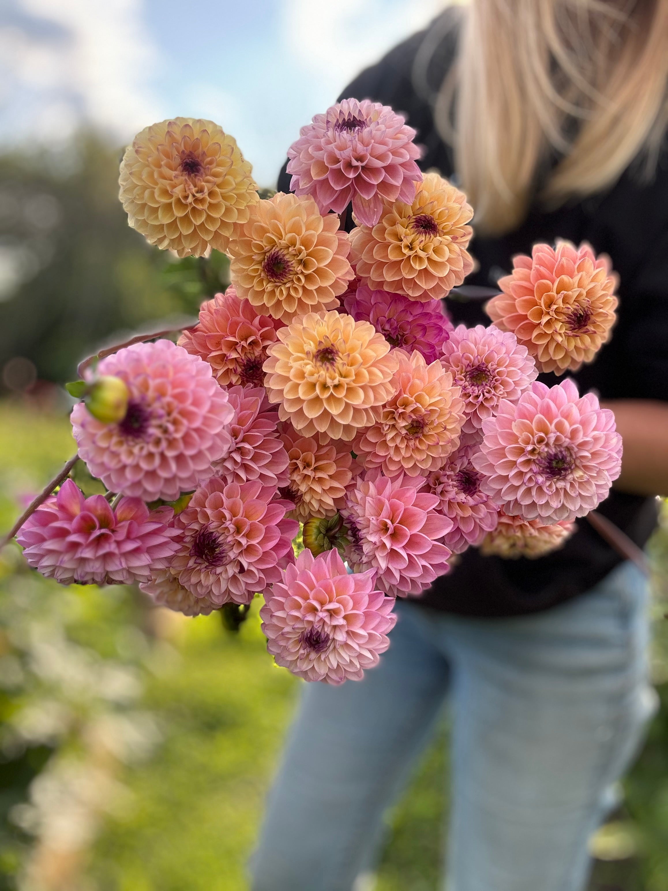 Wine Eyed Jill Dahlia Tuber