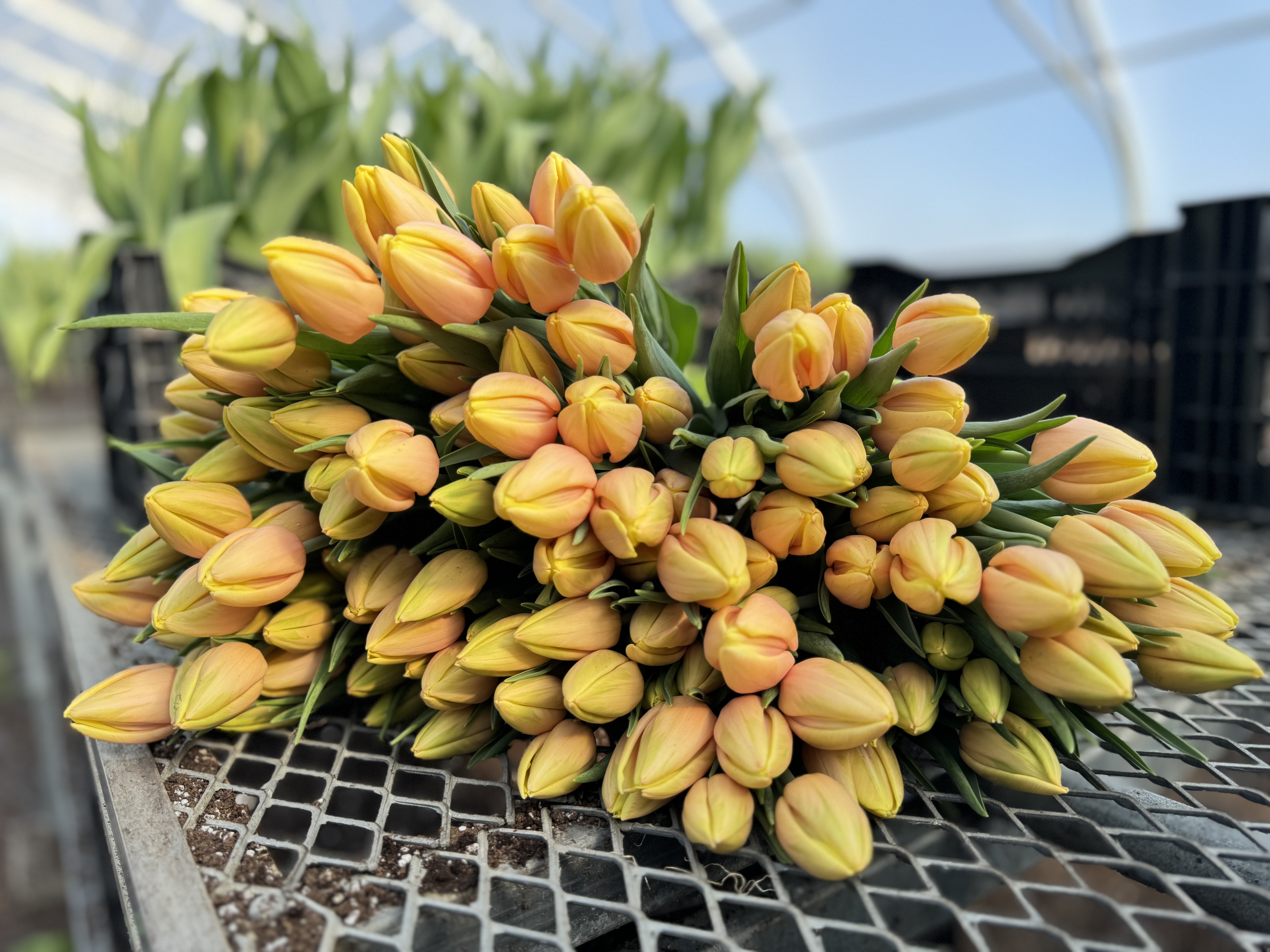 Mango Charm Tulip Bulbs