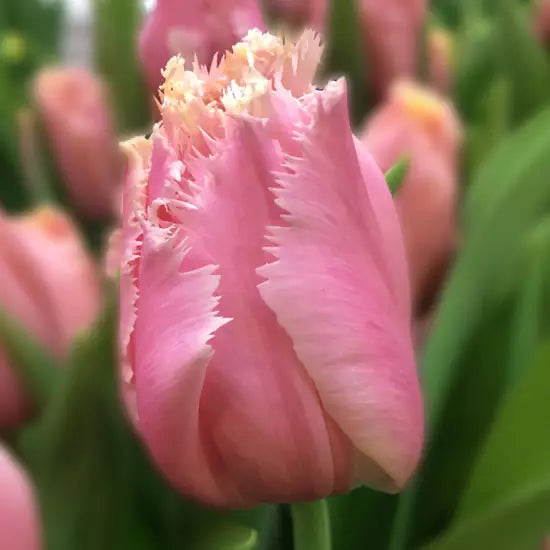 Heartbeat Tulip Bulbs