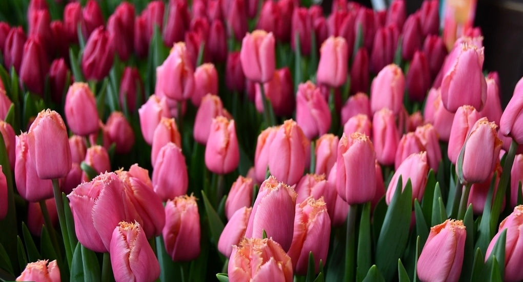 Heartbeat Tulip Bulbs