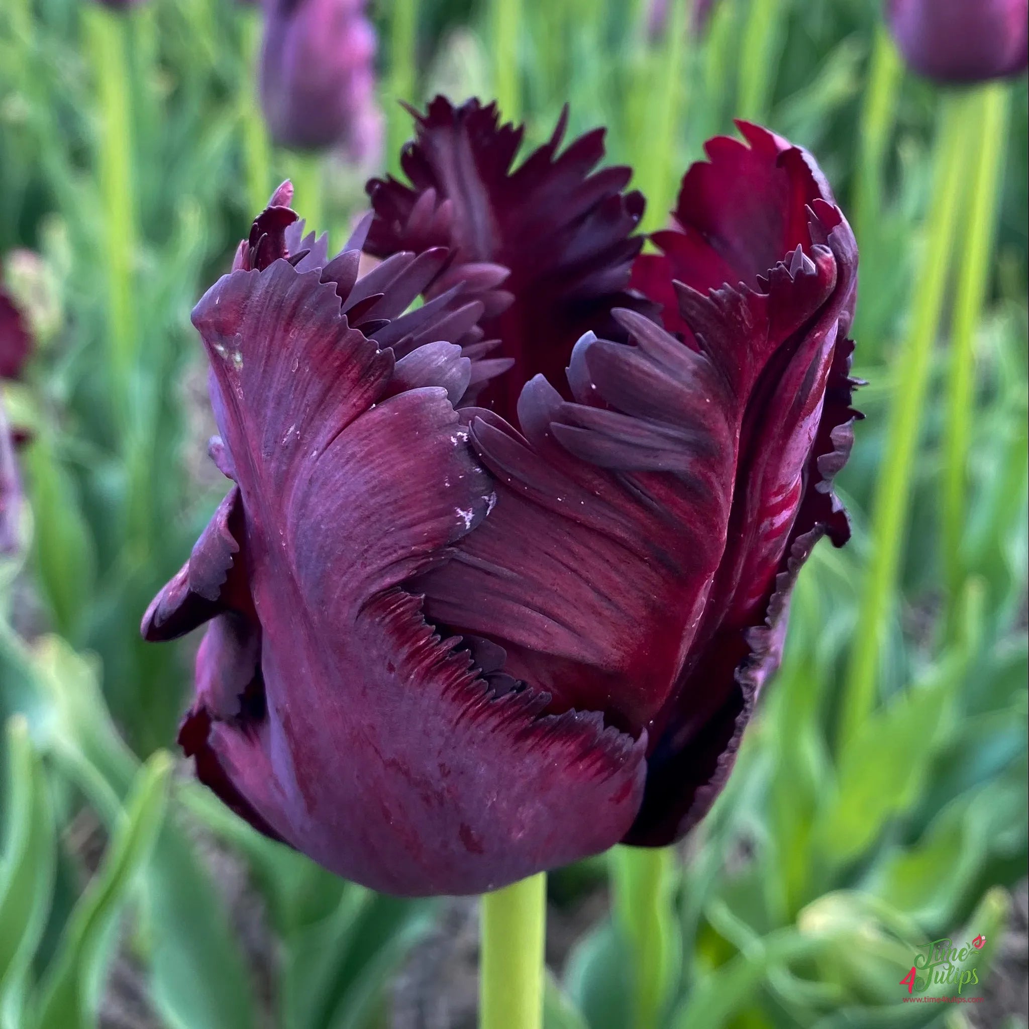 Black Parrot Tulip Bulbs