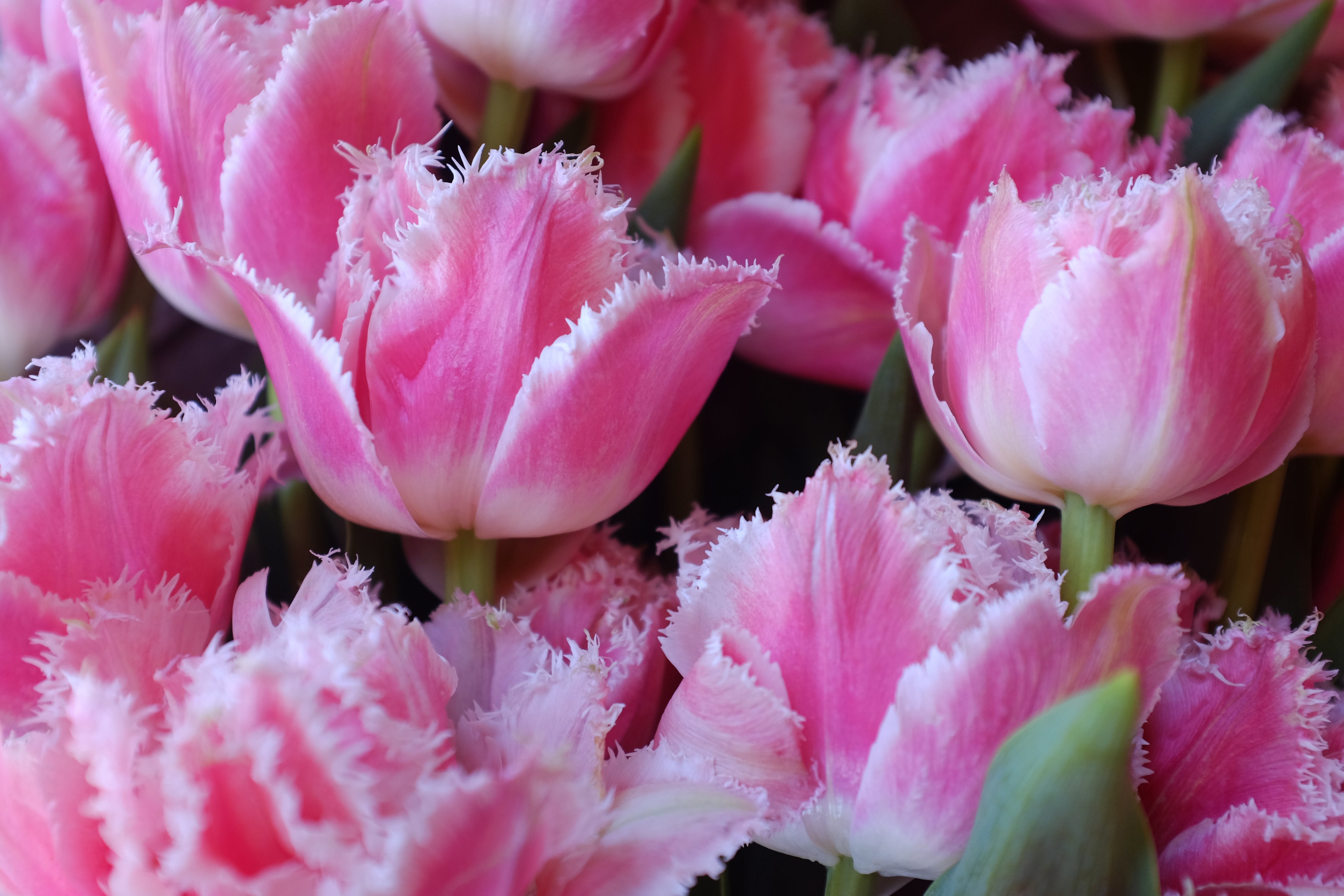 Queensland Tulip Bulbs