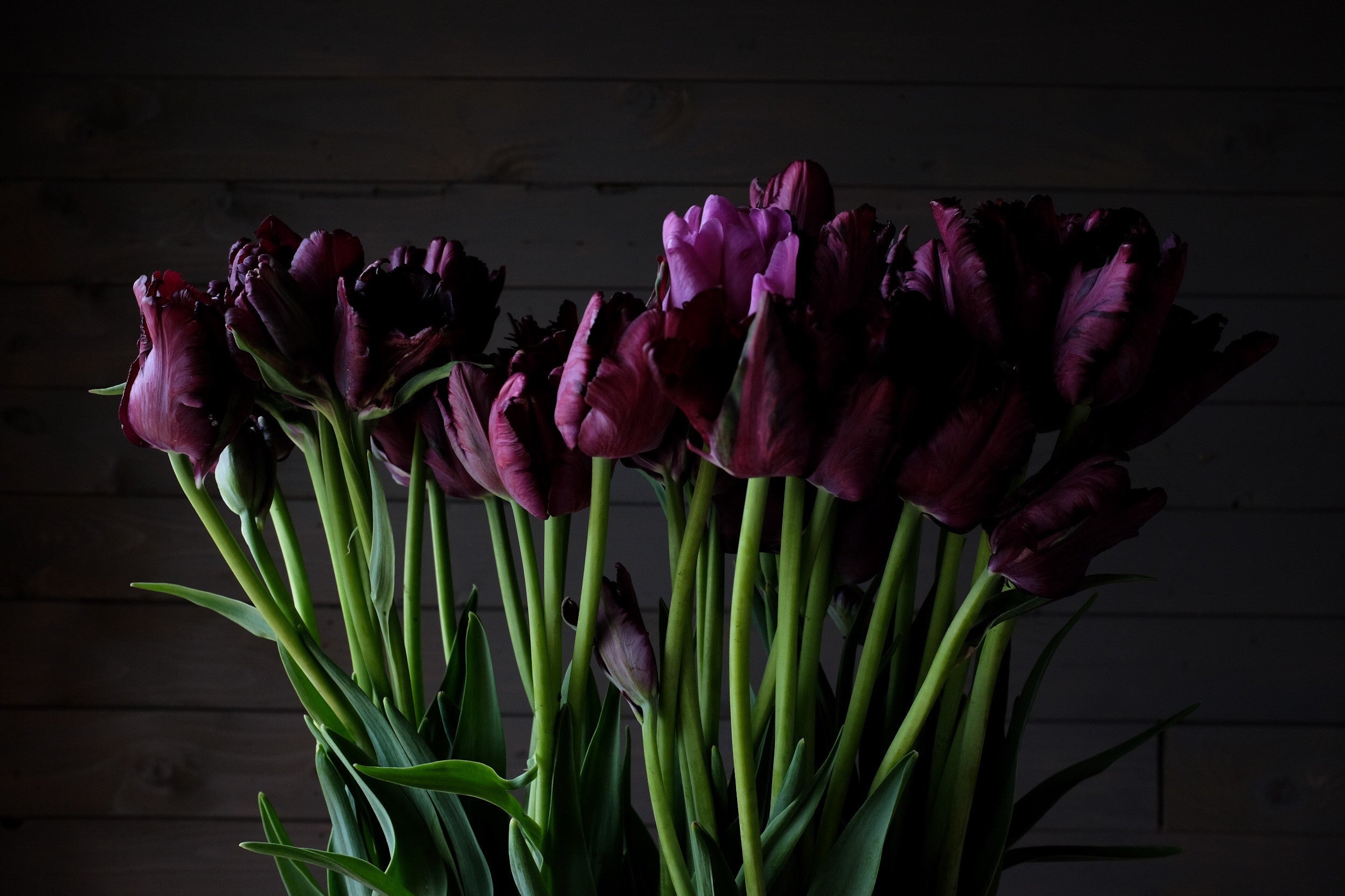 Black and purple tulips