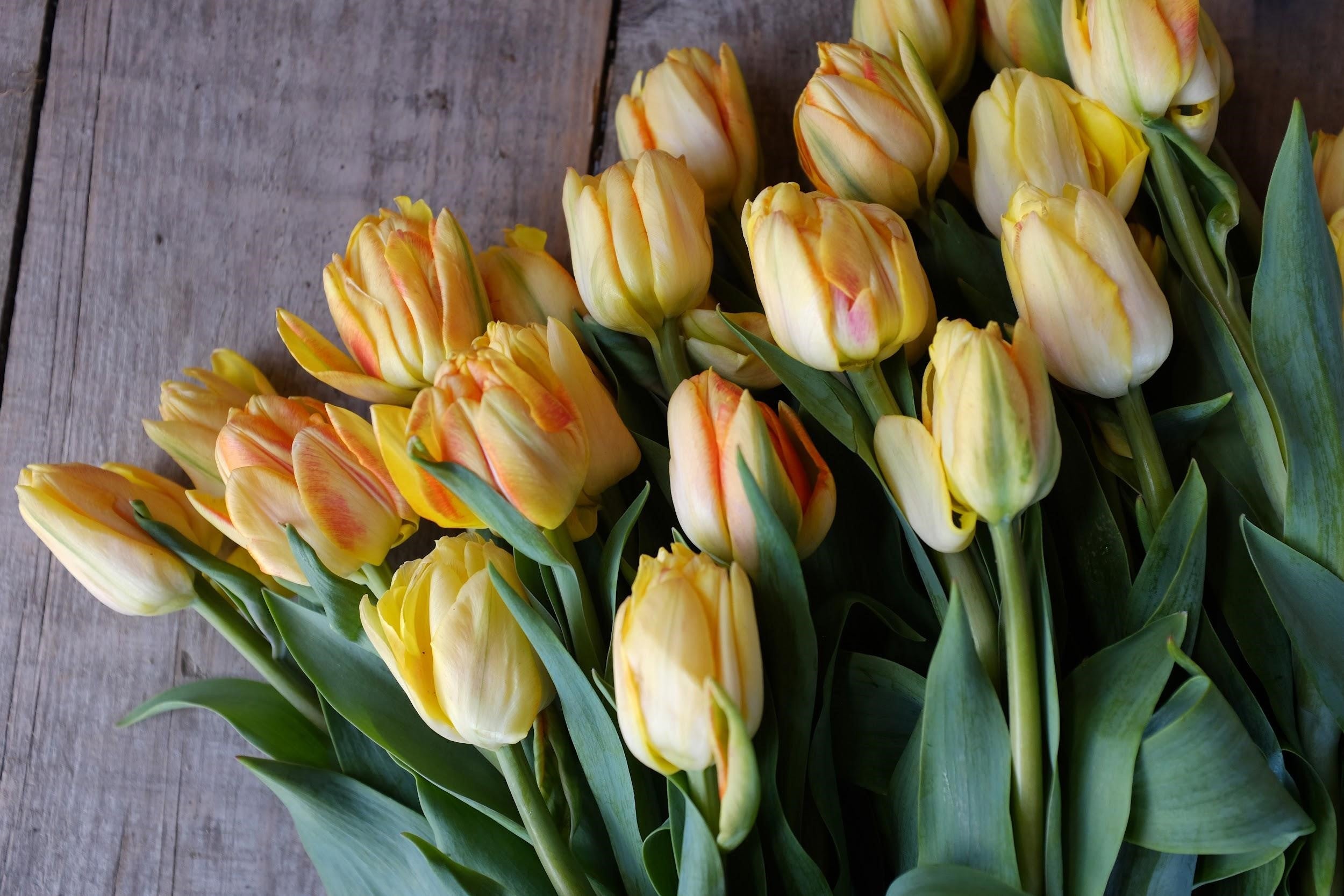 Foxy Foxtrot Tulip Bulbs