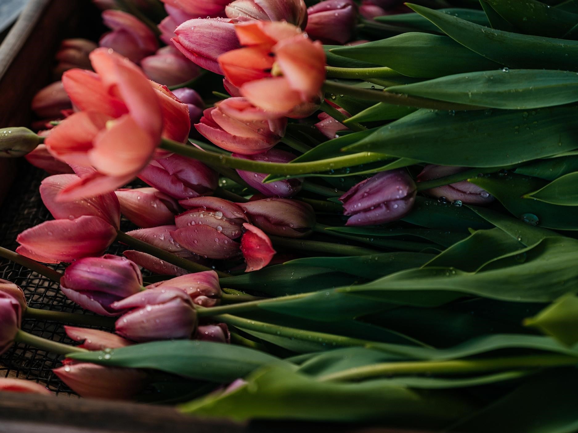 Mystic Van Eijk Tulip Bulbs