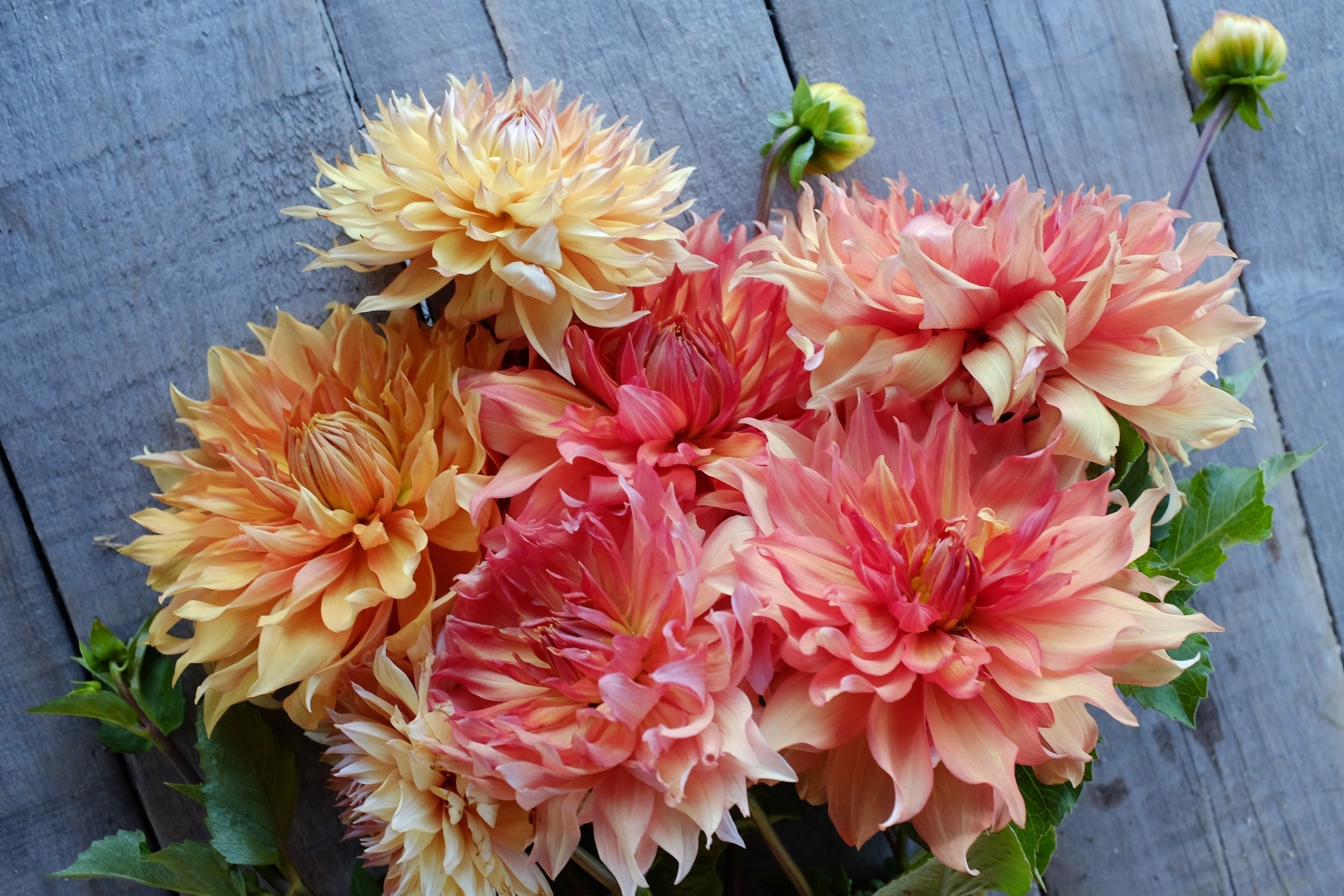 Cream and pink Dahlia Tubers